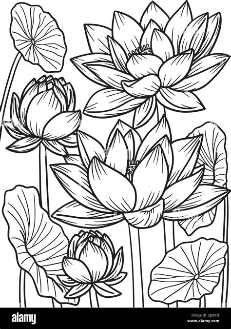 Lotus Flower Coloring Page For Adults Stock Vector Image And Art Alamy