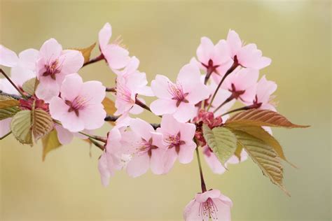 Spring Cherry Blossom Deals Online Save 58 Jlcatjgobmx