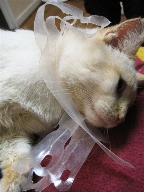 The short answer is no, cats can't safely eat marshmallows. Feral Cat Gets Head Stuck in Plastic Six-Pack Ring | PETA