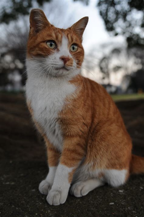 Fileorange And White Tabby Cat Portrait Hisashi 01