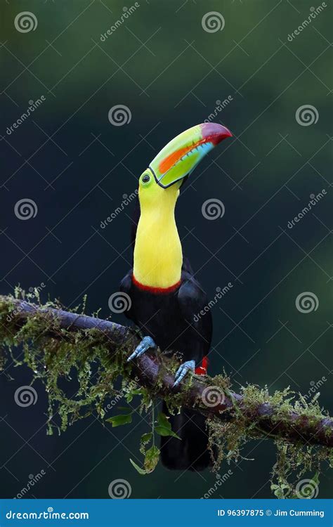 A Keel Billed Toucan Perched On Branch In Costa Rica Stock Image