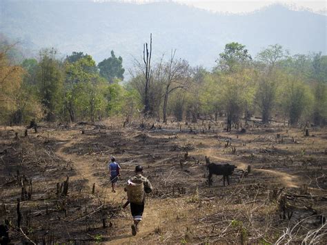 There are many who will be happy to oblige. Slash-and-Burn Agriculture must Stop - Clean Malaysia