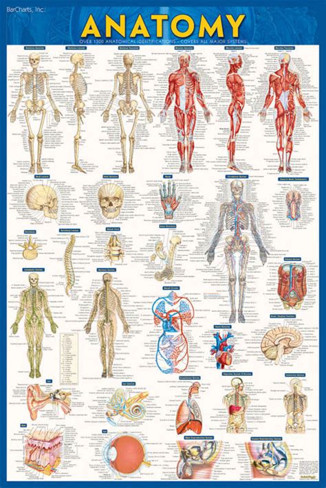 Anatomy Poster Laminated Bar Charts