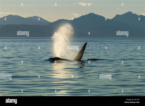 Adult Male Orca Whale Surfaces Hi Res Stock Photography And Images Alamy
