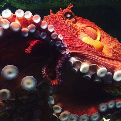 Enteroctopus Dofleini Giant Pacific Octopus By Bluecea On Deviantart