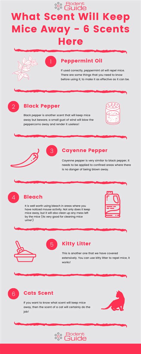 6 Scents That Will Keep Mice Away From Your Home Diy Rodent Control