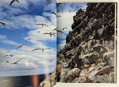 Albatross Elusive Mariners Of The Southern Ocean The Book Merchant