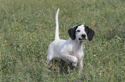 Pointer Breed Guide Learn About The Pointer