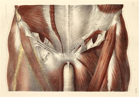 Groin Muscles 1831 Artwork Photograph By Science Photo Library
