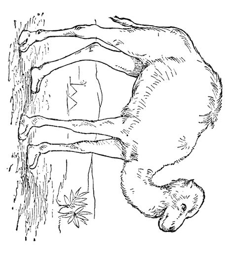 Thursday , march 12th 2020: Camel coloring Pages