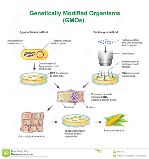 Genetically Modified Organisms Gmos Stock Illustration Illustration