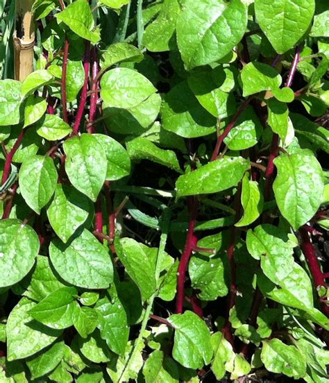 Maybe you would like to learn more about one of these? Malabar Spinach - Asia Seeds