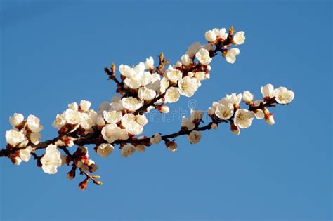 Spring Blossom Of Apricot Branch White Flowers Branch Tree Stock