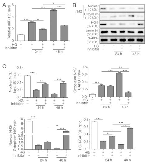 mir‑155 modulates high glucose‑induced cardiac fibrosis via the nrf2 ho‑1 signaling pathway