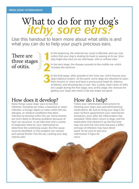 What To Do For My Dogs Itchy Sore Ears Dvm360 Dog Medicine