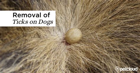 How To Tell If Your Dog Has A Tick And What To Do