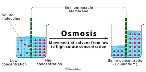 What are these things again?. Osmosis: Definition and How Does it Occur (with Diagram)