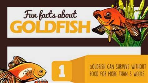 11 Interesting And Fun Facts About Goldfish Infographic
