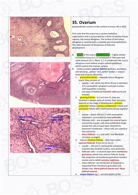 Histology Slide Guide