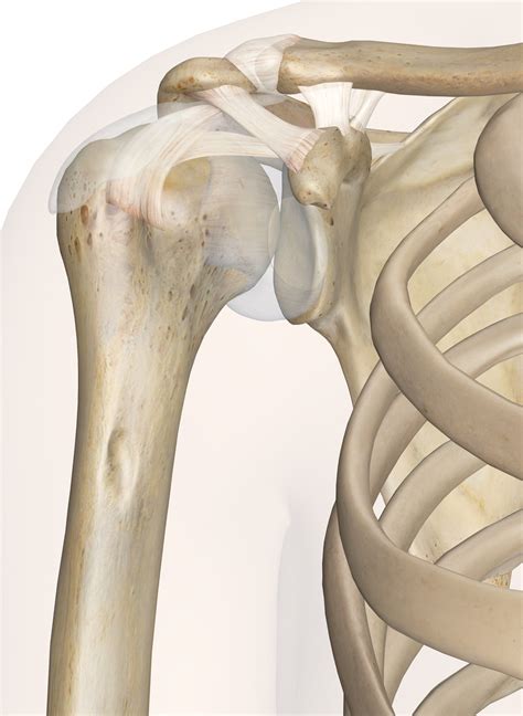 The Shoulder Joint Anatomy And 3d Illustrations