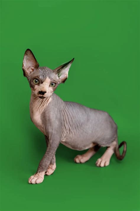 Can Sphynx Cats Really Grow Hair Unlocking The Mystery Purebred Kitties