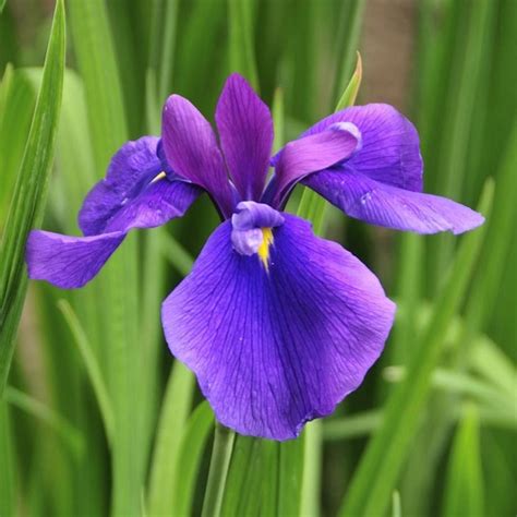 Flowers have a lot of meaning in this lovely country. Japanese Iris Royal Robes | Japanese iris, Deer resistant ...