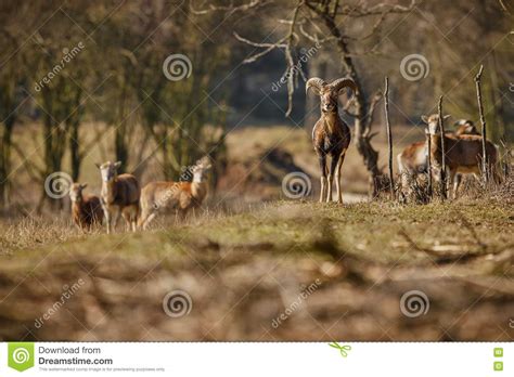 Big European Moufflon In The Forest Stock Image Image Of Forest
