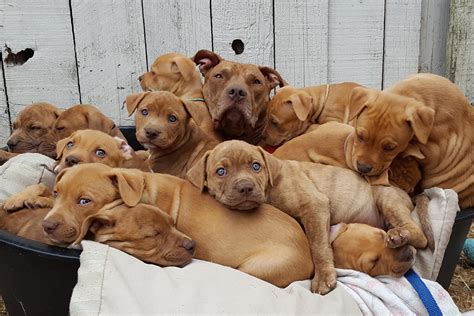12 Adorable Puppies Available For Adoption From Victoria Spca Next Week