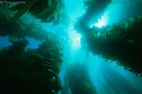 Catalina Island Kelp Forest Kelp Forest Poster Online Turquoise Ocean