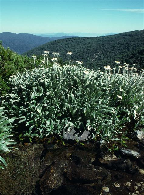 199001 205 Alpine Flowers Silky Daisys Celmisia Sericophy Flickr