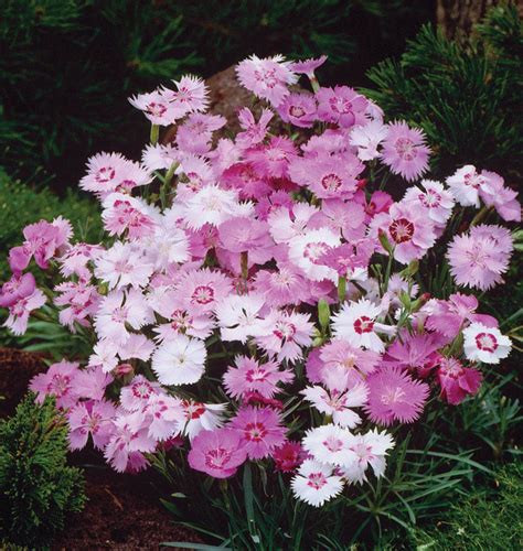 How To Grow Dianthus