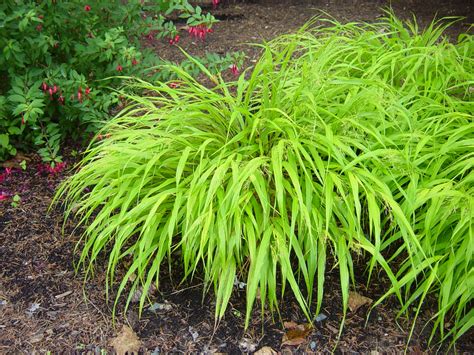 Find deals on products in gardening tools on amazon. Hakonechloa macra 'All Gold'_3 | All Gold Japanese Forest Gr… | Flickr