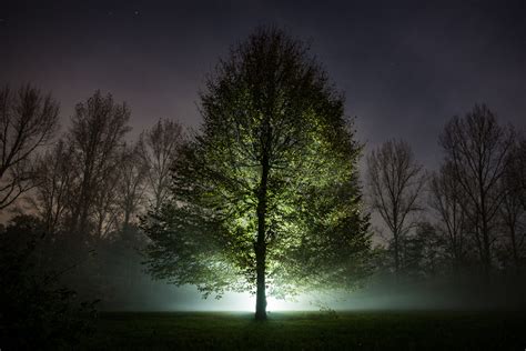 Night Tree Photographs By Roy Tanck