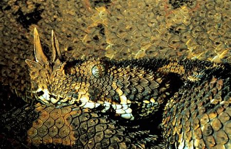 Dangerous Snakes Venomous Rhinoceros Viper Snake
