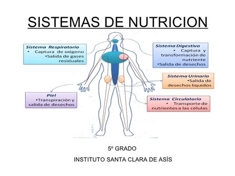 Sistemas De Nutricion