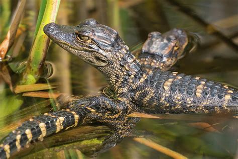 Baby Alligators In Everglades National Park Photograph By Patrick