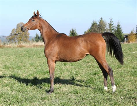 Horse Breeds: Arabian