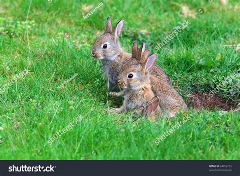 Young Rabbits Coming Out Their Hole Stock Photo 24859723