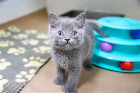 Animal Rescue League Caring For More Than 75 Cats And Kittens From 3