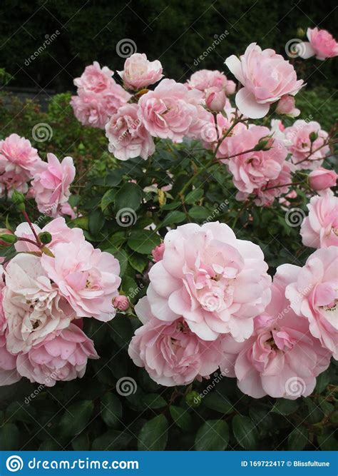 Bright Attractive Nature Pink Rose Flowers Blooming In Summer 2019