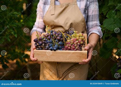 Cropped View Of A Viticulturist In Vineyard During Harvest Time Holding