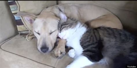 10 Dogs And Cats Cuddling Video Huffpost