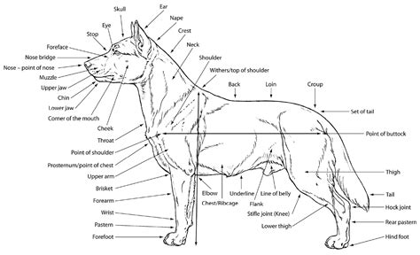 Diagram Blank Dog Diagram Mydiagramonline