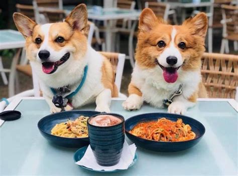 Top 10 Pet-Friendly Cafés in Singapore 2019
