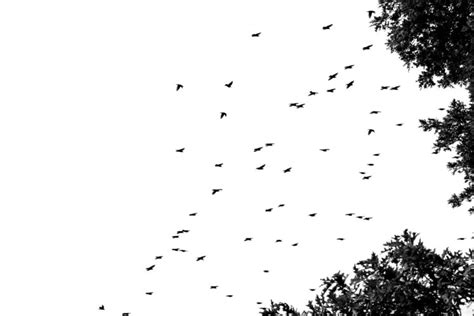 Flock Of Birds Sky Bokeh 14  Wallpapers Hd Desktop And