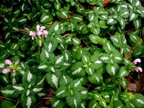 Our favorite flowering ground covers. Low Flowering Ground Cover Shade | More Flowering ...