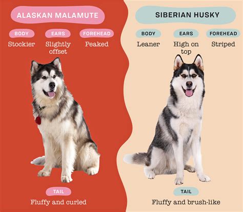 Alaskan Malamute Vs Siberian Husky How To Tell Them Apart Daily Paws