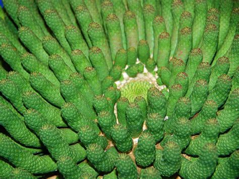 Its stems are eaten as vegetables in ethiopia and somalia. Euphorbia esculenta - The True "Vingerpol" | World of ...