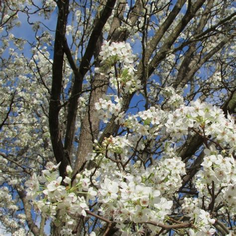 Bartlett Pear Tree Stunning White Blooms And Fresh Pears — Plantingtree