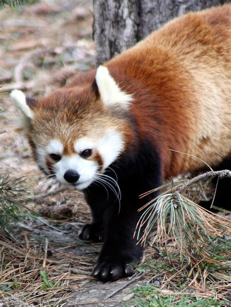 Red Panda Scientific Name Ailurus Fulgens Description T Flickr